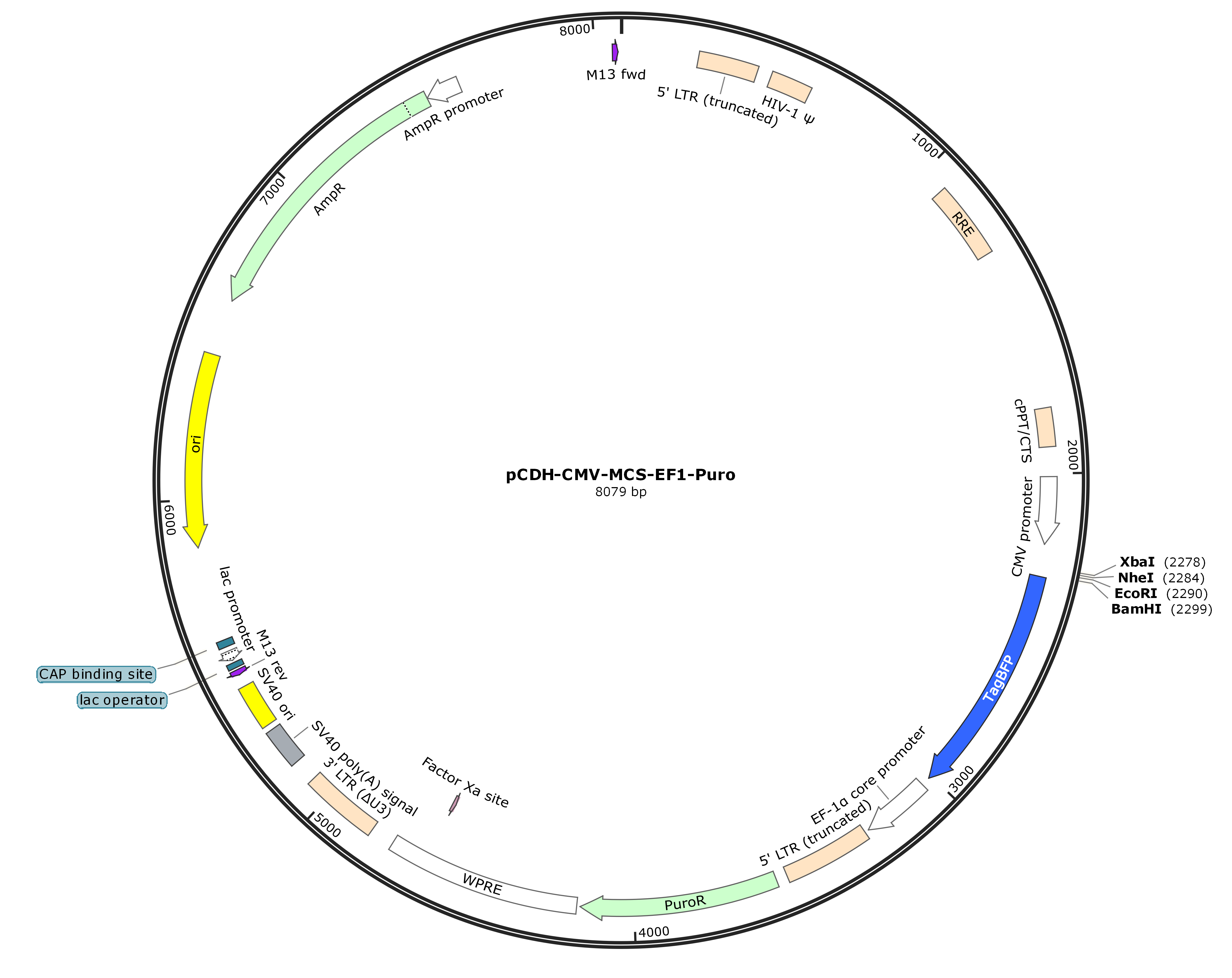 pCDH-MCS-BFP-EF1-PURO